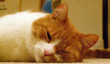 photo par 3allures Le chat de mon amie qui dort