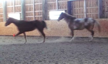 Bin voila Rihanna (QH) en tête et Alzaro (appaloosa) qui suit! 