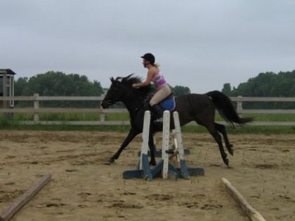 Saad bon en dressage,  bon en saut et en plus cheval super en...