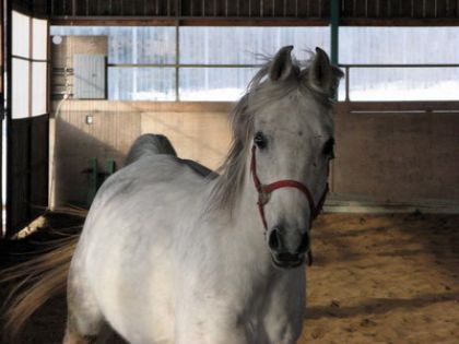 Hafiz..Le plus dr&ocirc;le des chevaux...