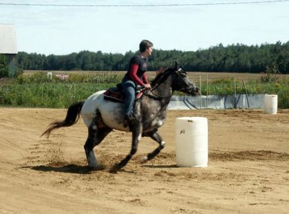 Aller Shadow,hongre de 4 ans...