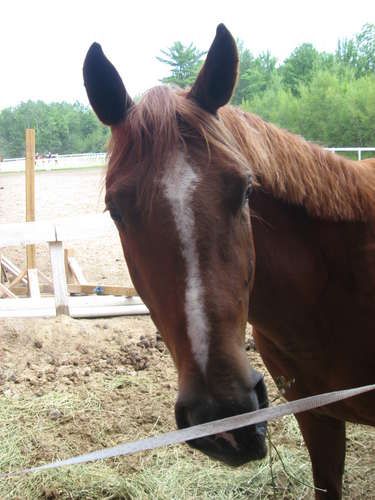 face de poney