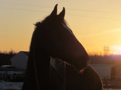 Dag au soleil couchant