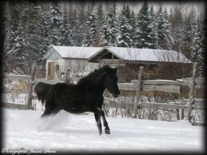 ma petite sonara qui s'énerve