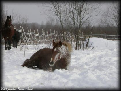 cheyenne aime la neige