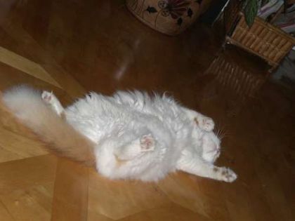 sa speuu tuu yinquee un peuu ! xD mon tii chat c'est endormii...