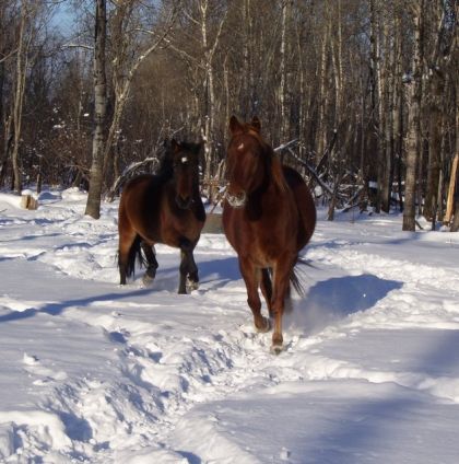 Chut asser fiere de ma photo ! XD gInger et Lucky ! frere et...