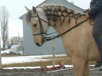 les tresses andalouse (ou le filet)