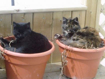 Quand ca va piquer... c'est que le printemps arrive ok?