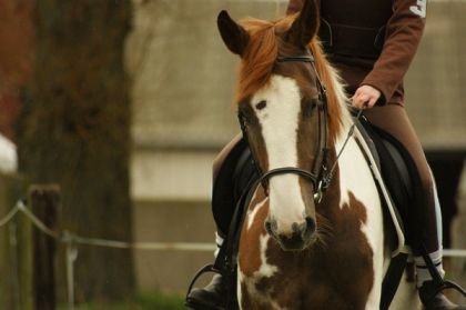 Ma jument en mars 2011