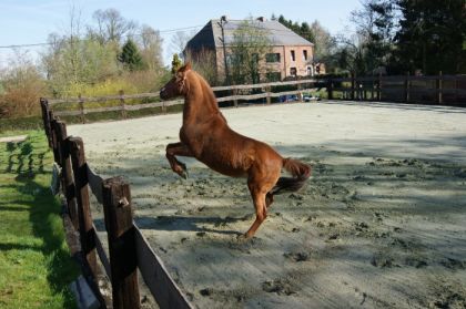 photo par Myhorsez Hirondelle version cabrée. En forme la mamy.