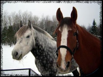 Silver et Jolly! Le bon vieux couple...! LOL .