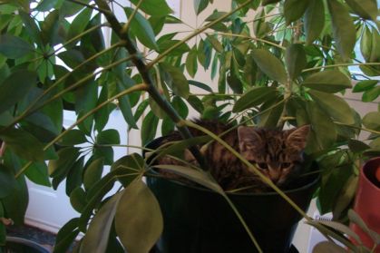 Mais où est donc passé la chatte?