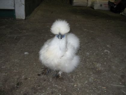 Jyll, ma poule soyeuse