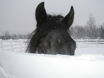 Oreilles d'un cheval