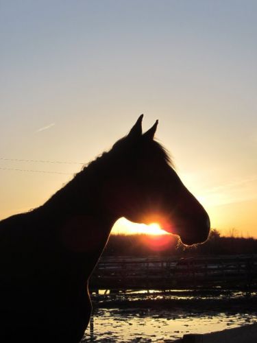 Jazira sous un coucher de soleil