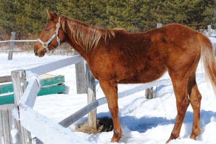 photo par Eva Rose Lady Prestance Rose, jument morgan x tennesse walking horse x...