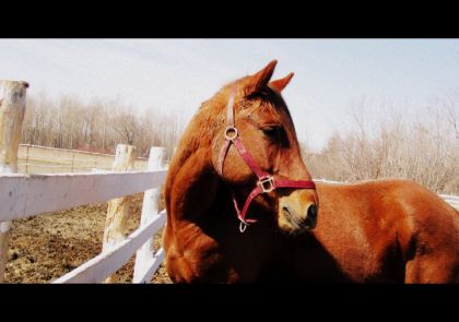 tes tellement beau mon bb :) ont dirai un vrai qh x)