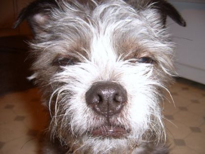 Mon chien Barge apres une dure nuit ! XD