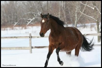 Tango, notre Pur sang anglais de 16.2 mains,16 ans, la maman de...