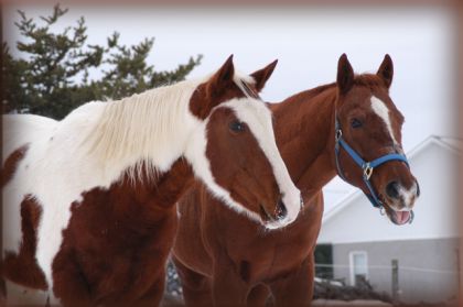 Flicka et Nick