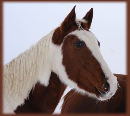 Flicka