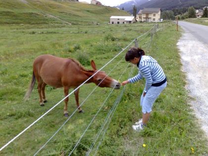 Doudou mon petit ane croisé avec un cheval !