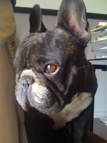 Omer le bouledogue fran&ccedil;ais &agrave; mon grand fr&egrave;re ! Quel amour ce...