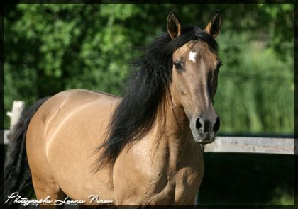 Ma belle Ice Storm!!!!