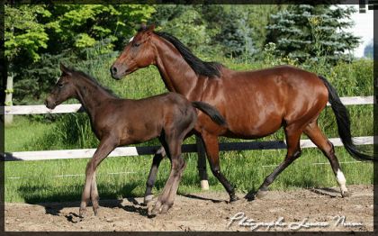 Tango et Bailey's
