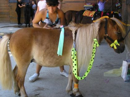 Rodéo pour le concour de Beauté pour petit poneys ou on a obtenu...