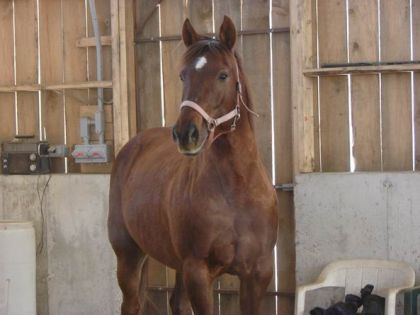 Cheval brun dans une écurie