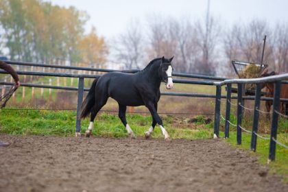 Le cheval que jai en entrainement chez nous ! Craker JAck ,...
