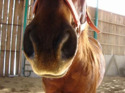 Nez d'un cheval