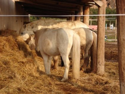 tout les poneys blancs de mon ancien poneys club !