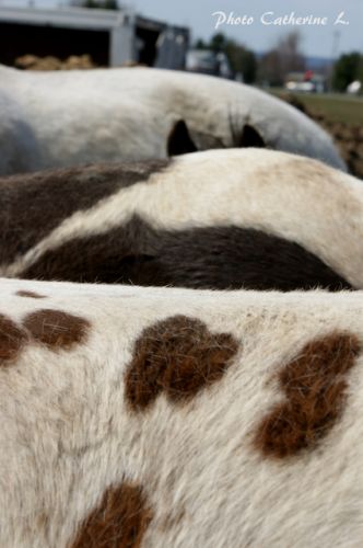Un gros plan sur pleins de belles fesses et les oreilles d'un...