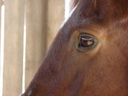 Oeil d'un cheval