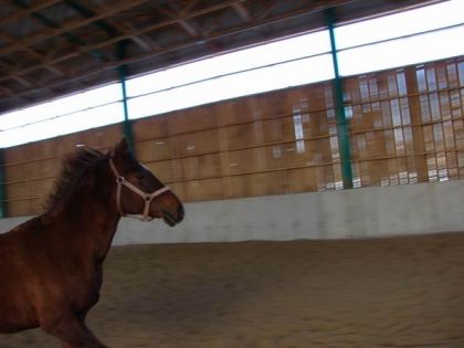 Cheval dans un manège intérieur