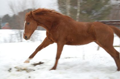 Zuk au gros galop