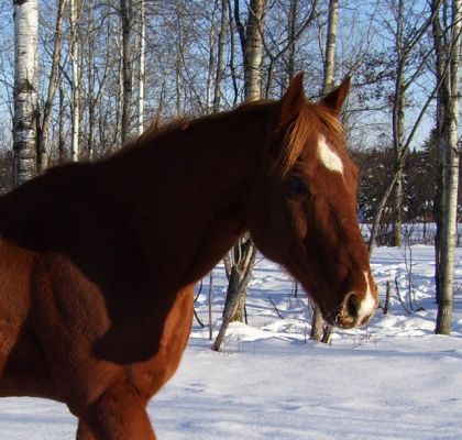 Élite MOn amour !! le cheval de ma vie (L)