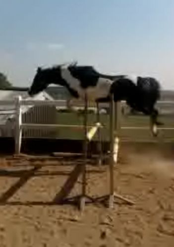 La photo est floue d&eacute;sol&eacute; :S Mais elle jump ma chipie :-)