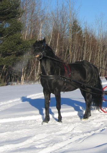 Cheval attelé qui montre les dents