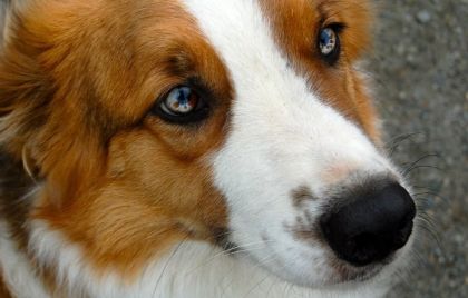 <3 oui ses yeux sont vraiment 2 couleurs il n'y a pas d'effet la...