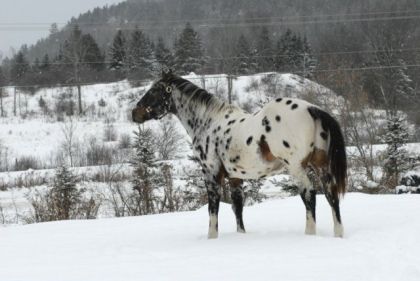 Mon étalon dans la neige.