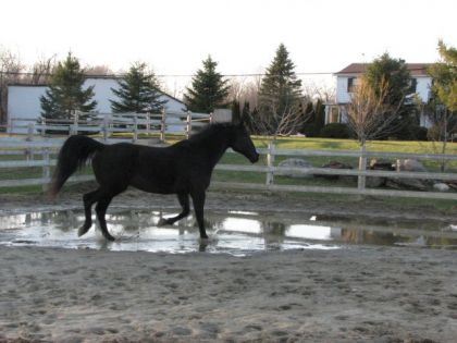 photo par MtlCowgirl