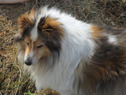 Mon ptit chien Porto   :)