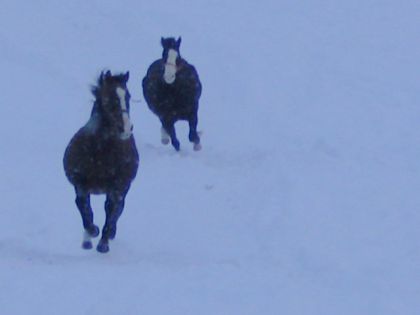 Miss et Blue dans la neige (deux grosses bouboules! :P .)