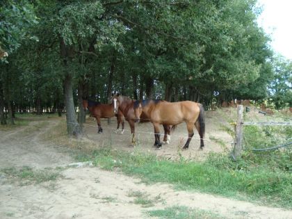 l'ecurie d'une amie a mon tonton voici quelques chevaux il était...