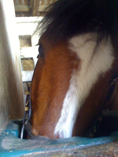 Poneyyy <3 On fait une partie de cache-cache ? :D