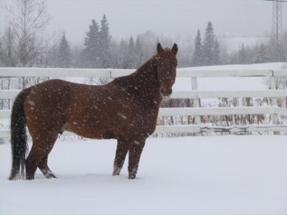 Mon roux dans la neige! :)